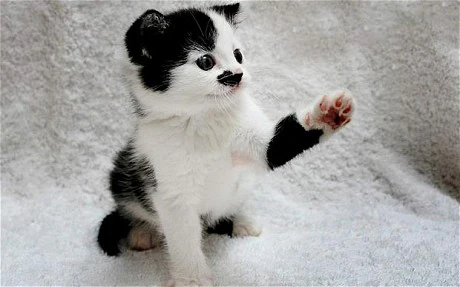 Excited cat waiting