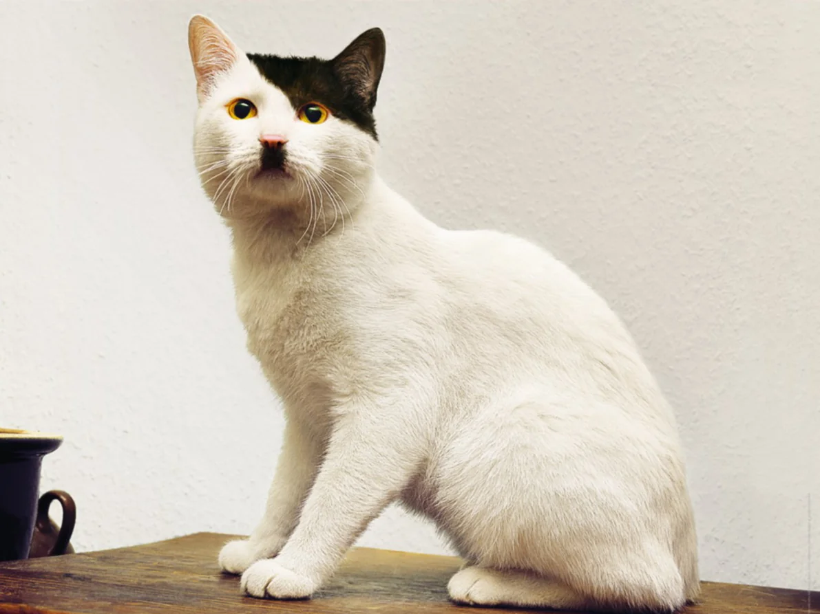 Serious cat still waiting
